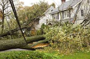 house with a fallen tree on it
